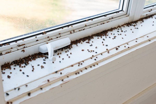 Tiny Black Bugs In Your Kitchen
