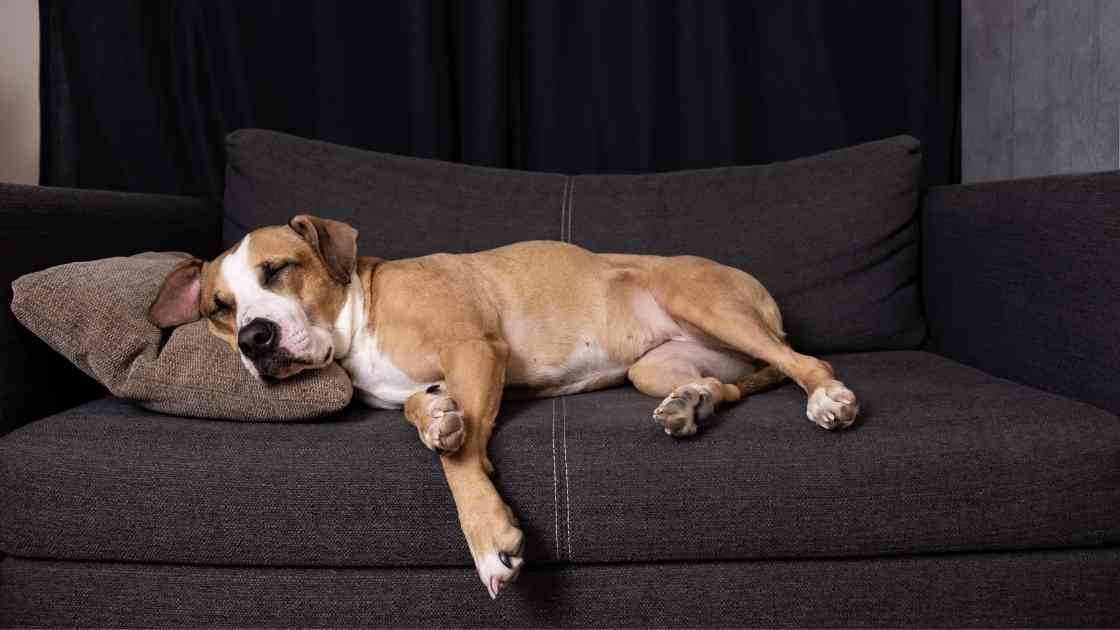 How to get rid of dog gland smell on furniture? Simple guide