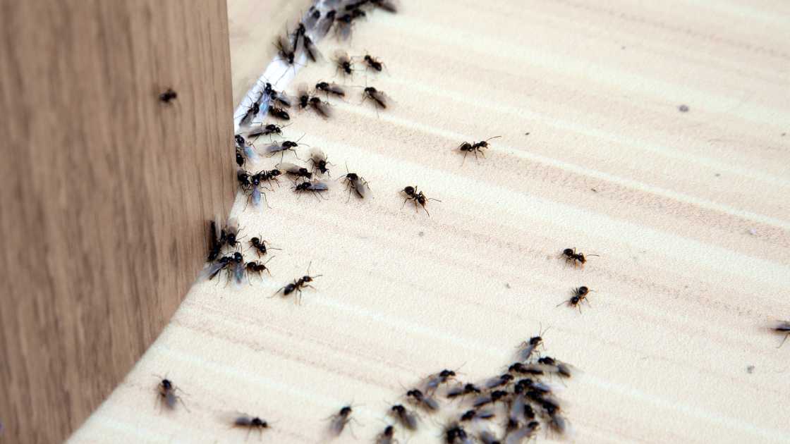 How to Get Rid of Ants in the Bathroom: Effective Solutions for a Pest-Free Space