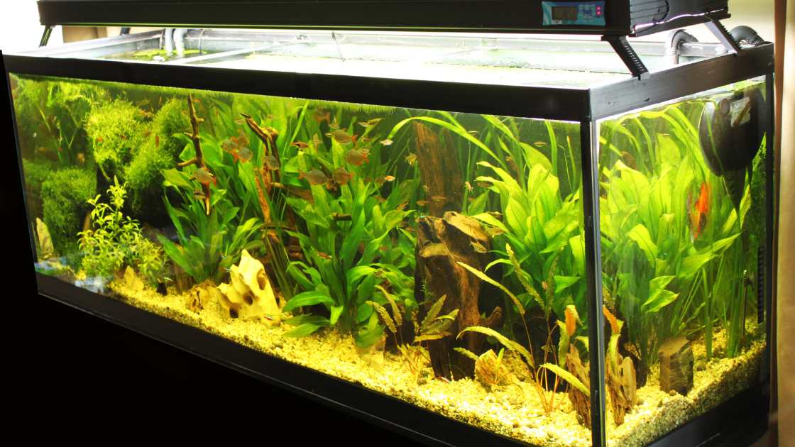 How to Keep Floating Plants Away from Filter: A Foolproof Guide for a Clean Aquarium