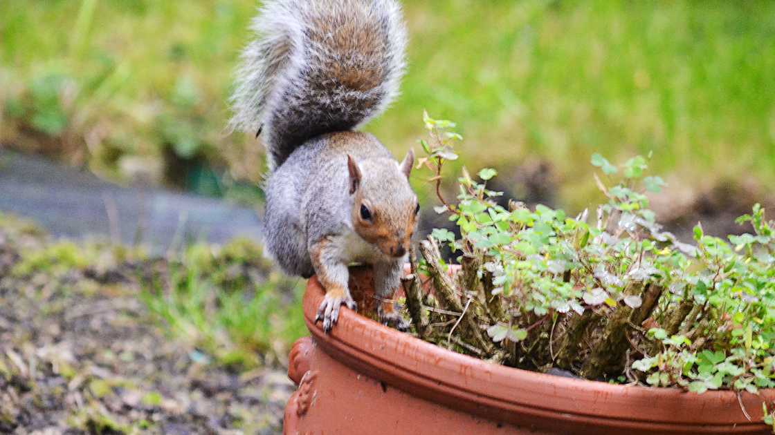 How to Keep Squirrels Out of Potted Plants