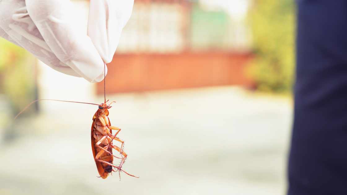 How To Get Rid Of Tiny Bugs On Kitchen Counter